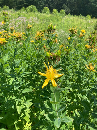 Hypericum ascyron