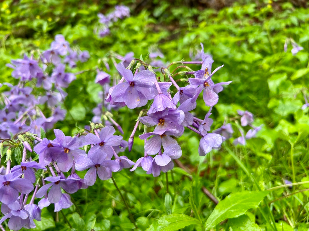 Phlox stolinifera 'Sherwood Purple'