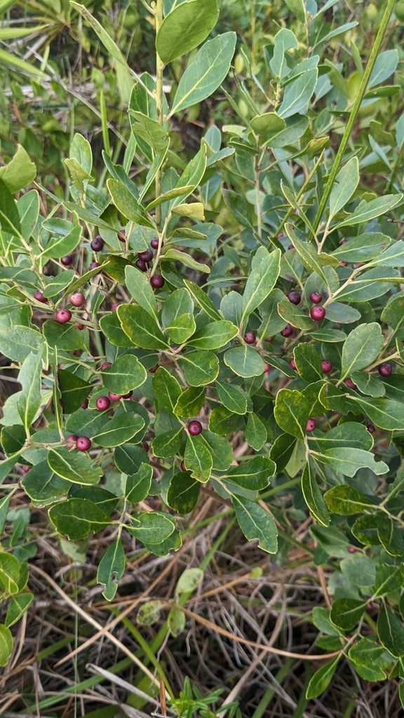 Ilex glabra