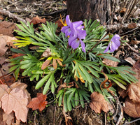 Viola pedata