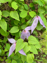 Clematis occidentalis var. occidentalis