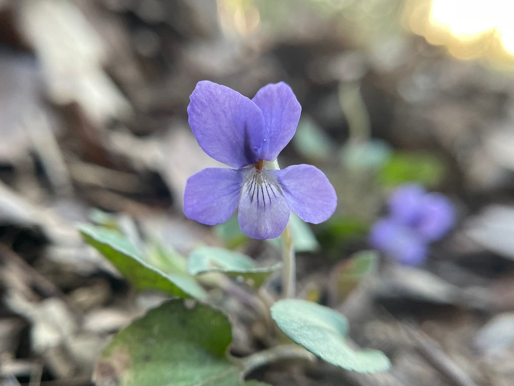 Viola walteri "Silver Gem'