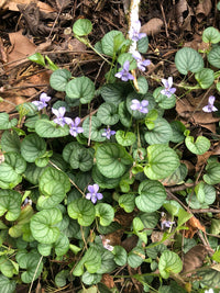 Viola walteri "Silver Gem'