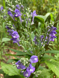 Scutellaria incana