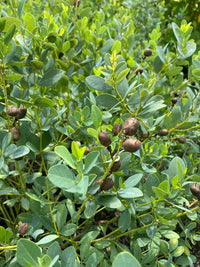 Baptisia sphaerocapa 'Goldfinch'