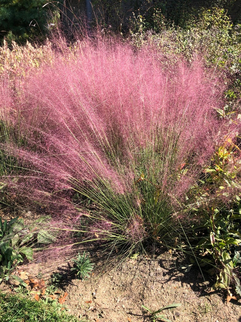 Muhlenbergia capillaris