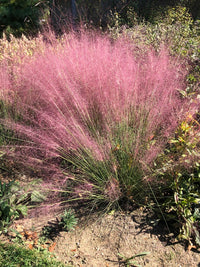 Muhlenbergia capillaris