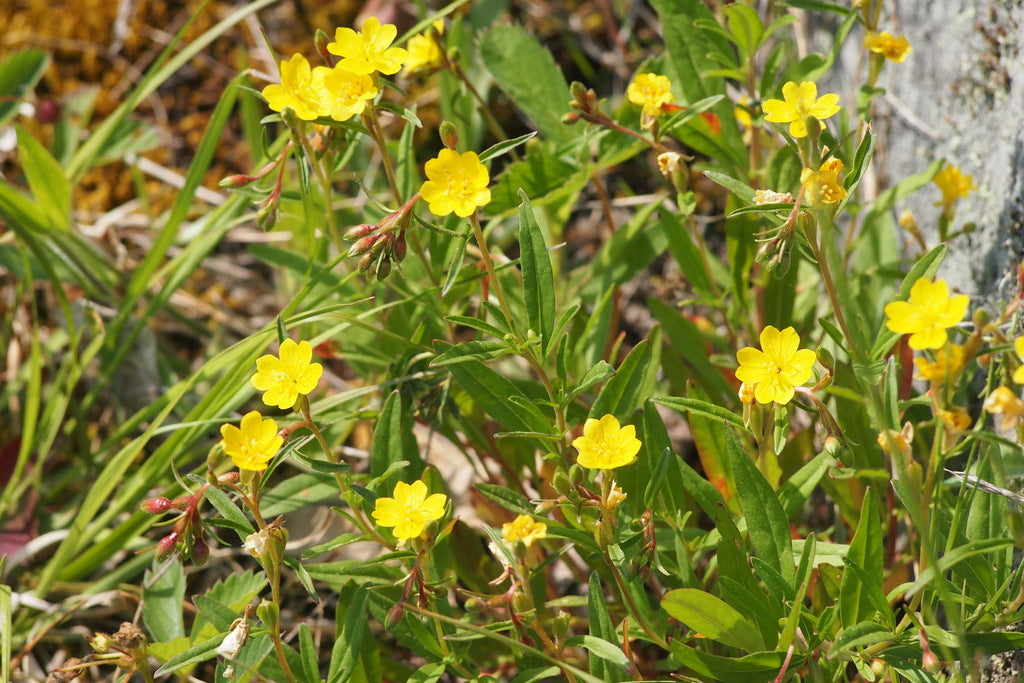 Oenothera perennis