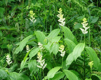 Maianthemum racemosum