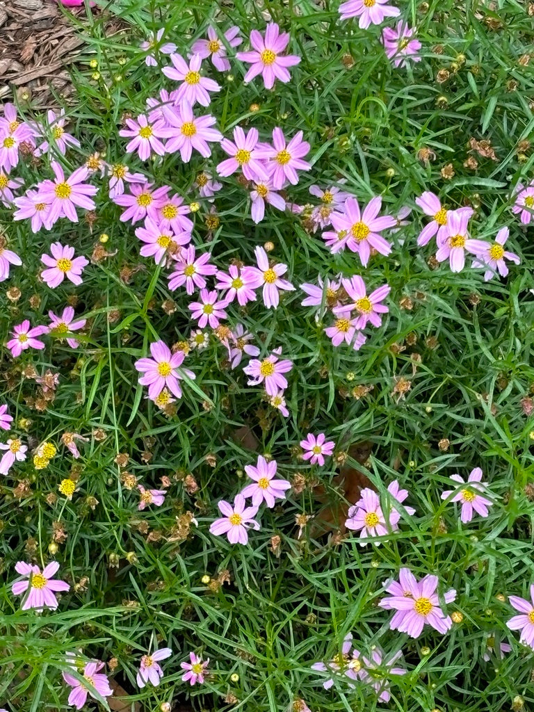 Coreopsis rosea