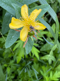 Hypericum ascyron