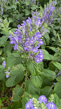 Scutellaria incana