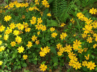 Coreopsis auriculata 'Nana'