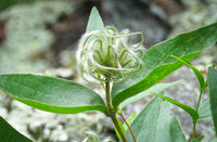 Clematis albicoma