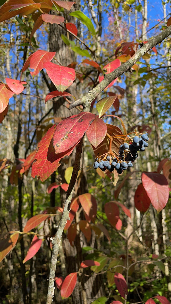 Viburnum nudum