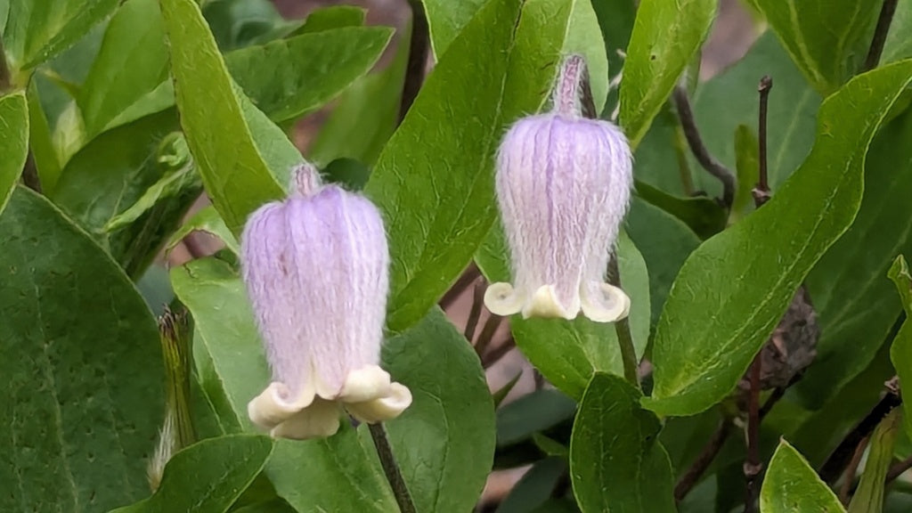 Clematis albicoma