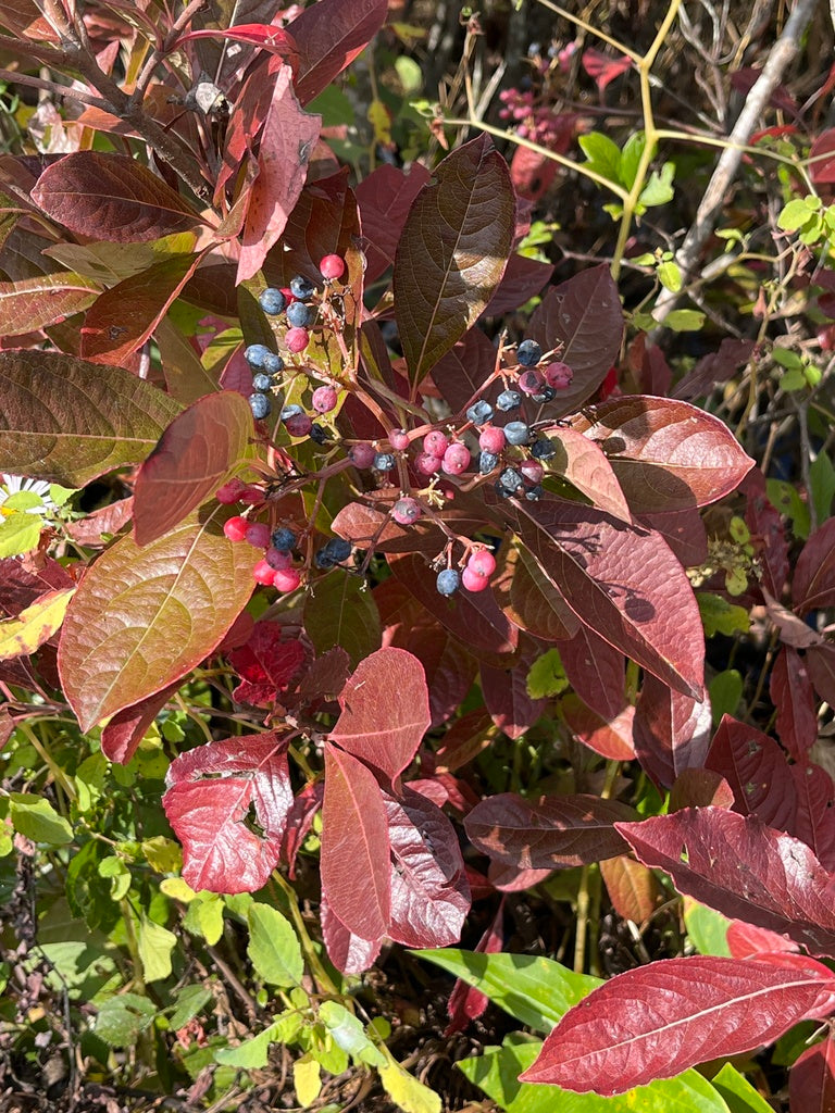 Viburnum nudum