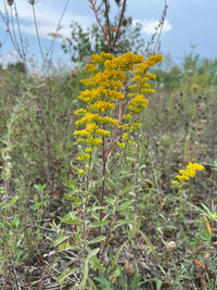 Solidago nemoralis