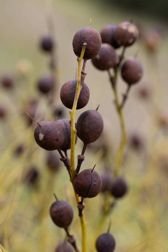 Baptisia sphaerocapa 'Goldfinch'