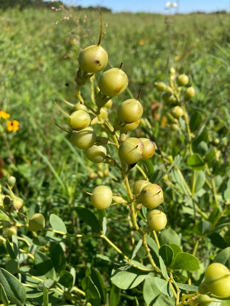 Baptisia sphaerocapa 'Goldfinch'