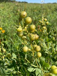 Baptisia sphaerocapa 'Goldfinch'