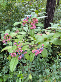 Viburnum nudum