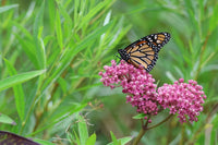 Asclepias incarnata