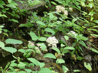 Spiraea corymbosa