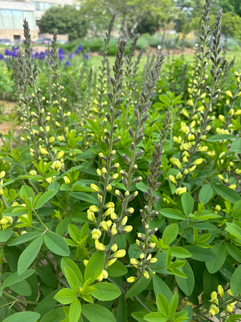 Baptisia sphaerocapa 'Goldfinch'