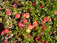 Vaccinium macrocarpon