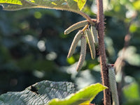 Corylus americana