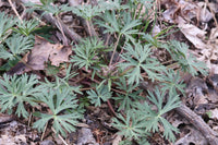 Delphinium tricorne