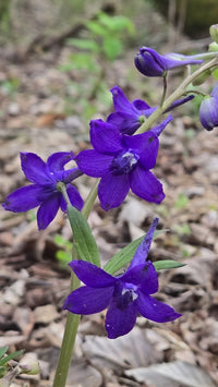 Delphinium tricorne