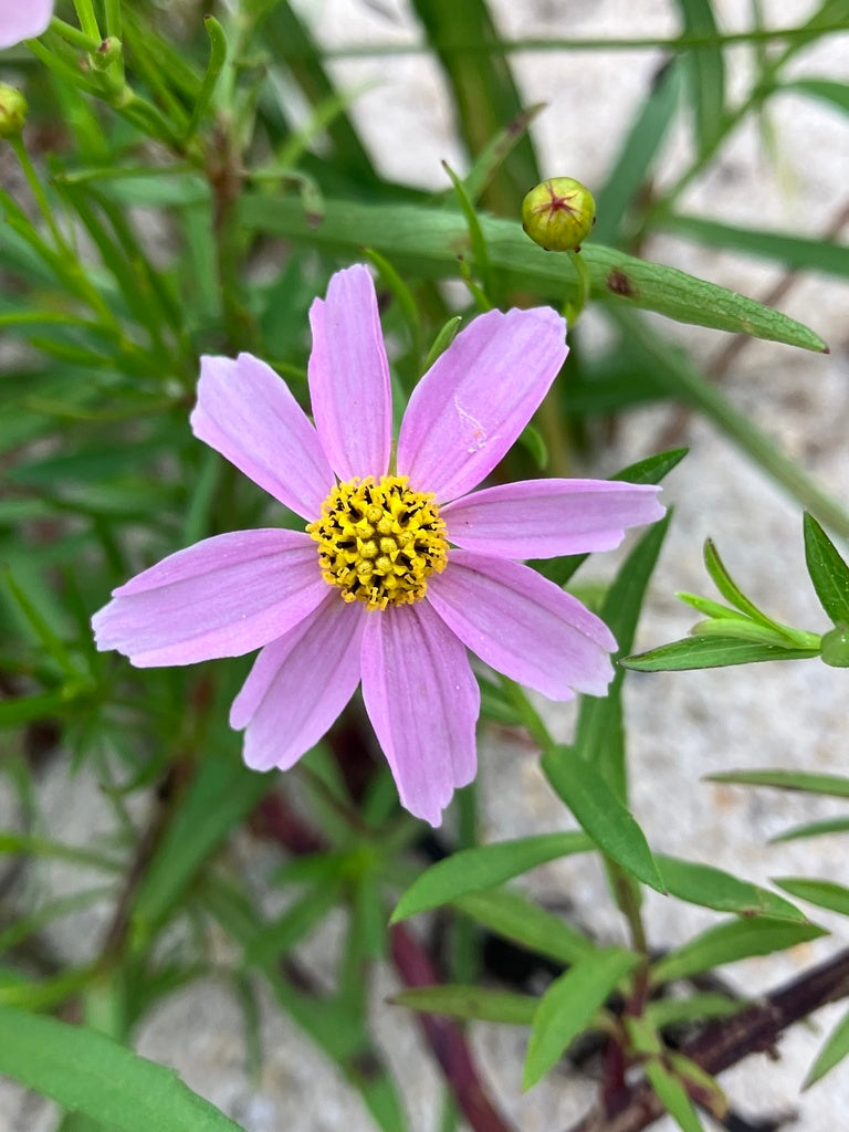 Coreopsis rosea