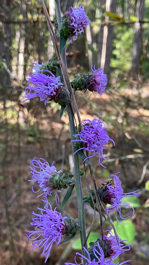 Liatris squarrulosa