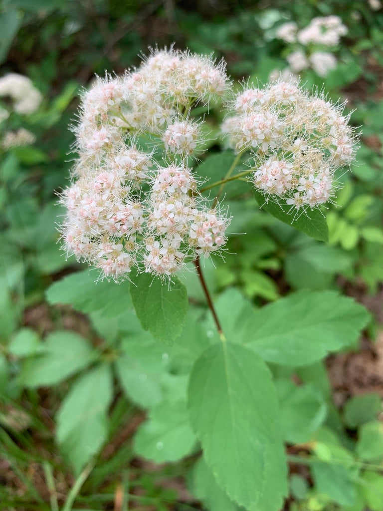 Spiraea corymbosa