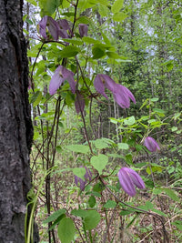 Clematis occidentalis var. occidentalis