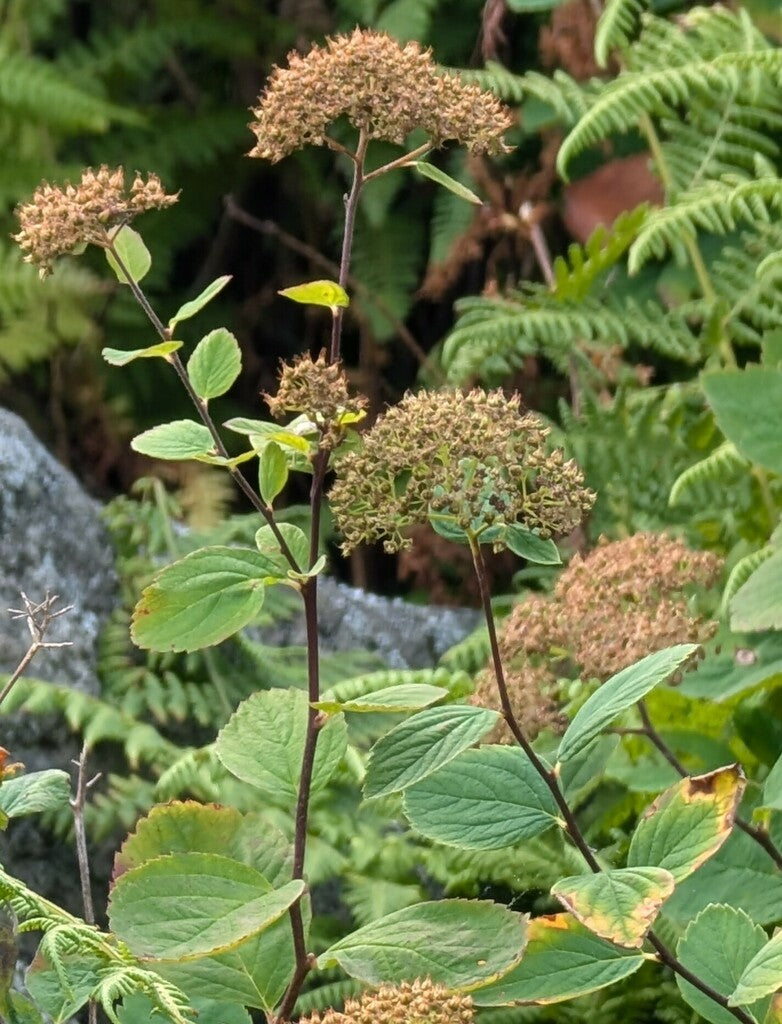 Spiraea corymbosa