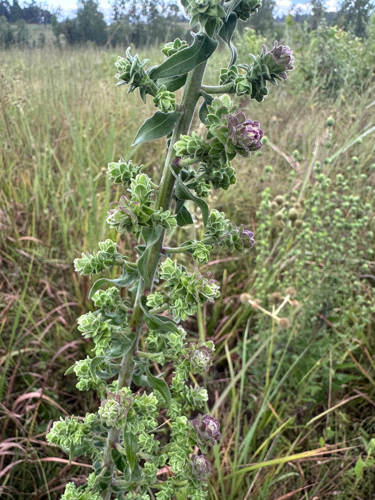 Liatris squarrulosa