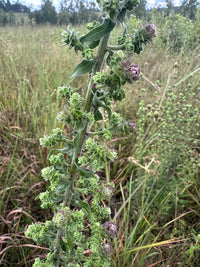 Liatris squarrulosa