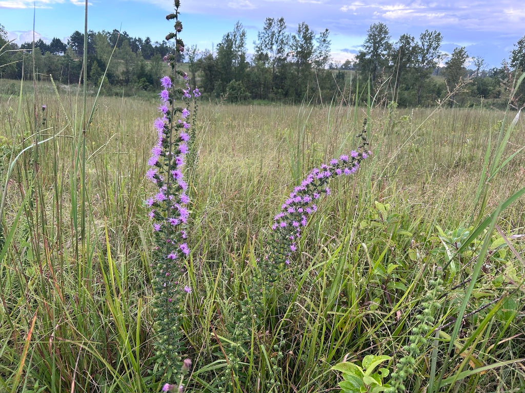 Liatris squarrulosa