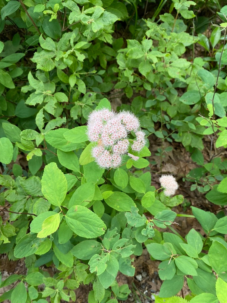 Spiraea corymbosa