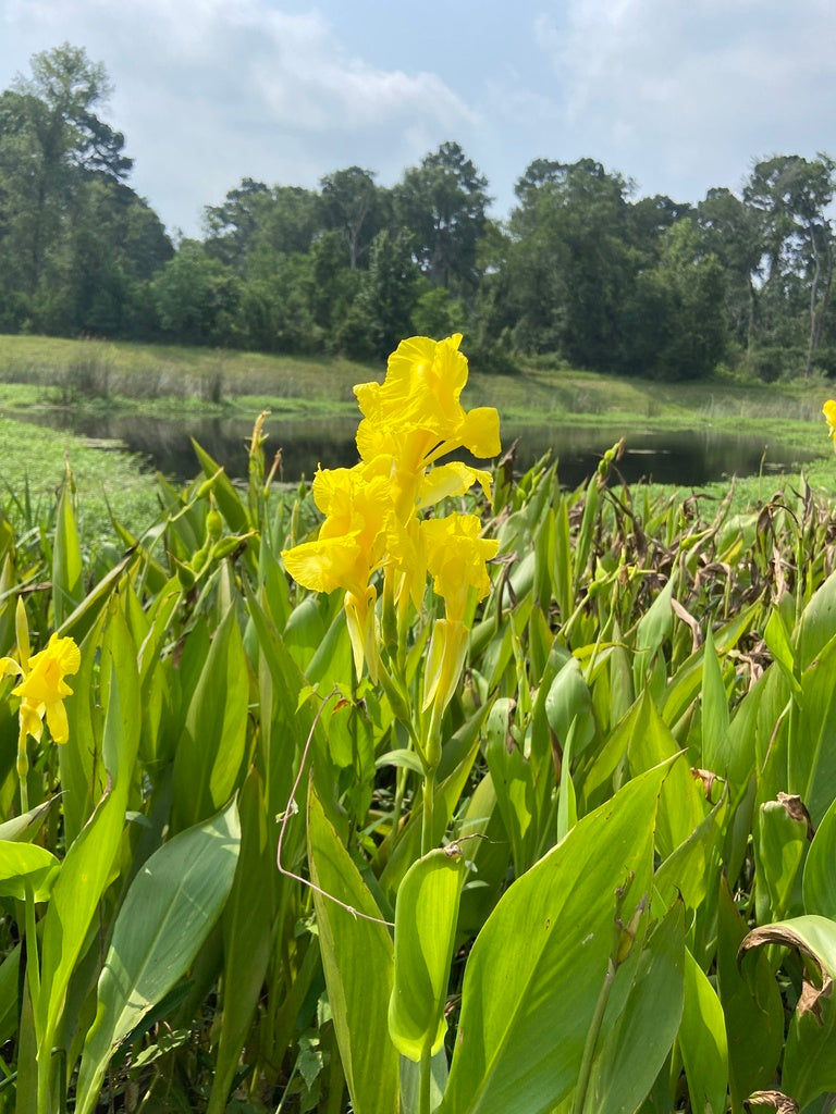 Canna flaccida