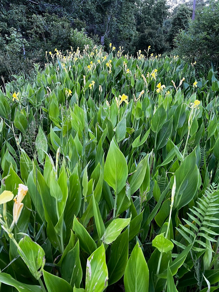 Canna flaccida
