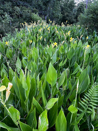 Canna flaccida