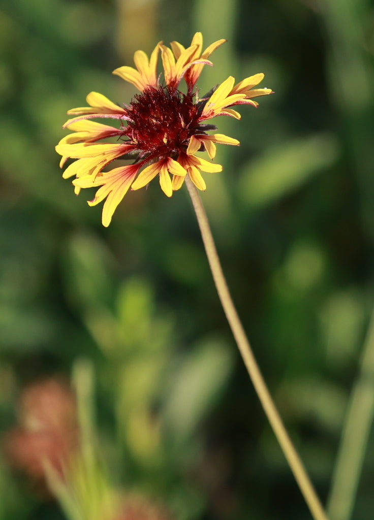 Gaillardia aestivalis