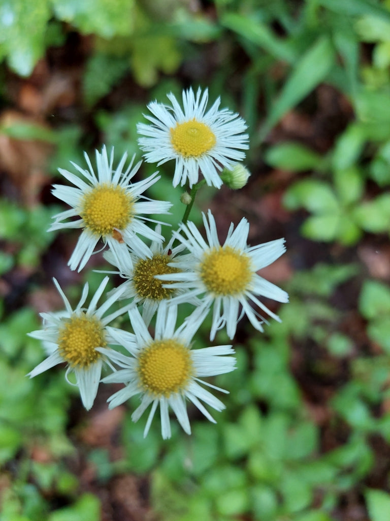 Erigeron pulchellus