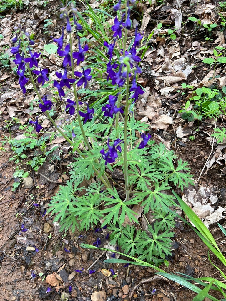 Delphinium tricorne