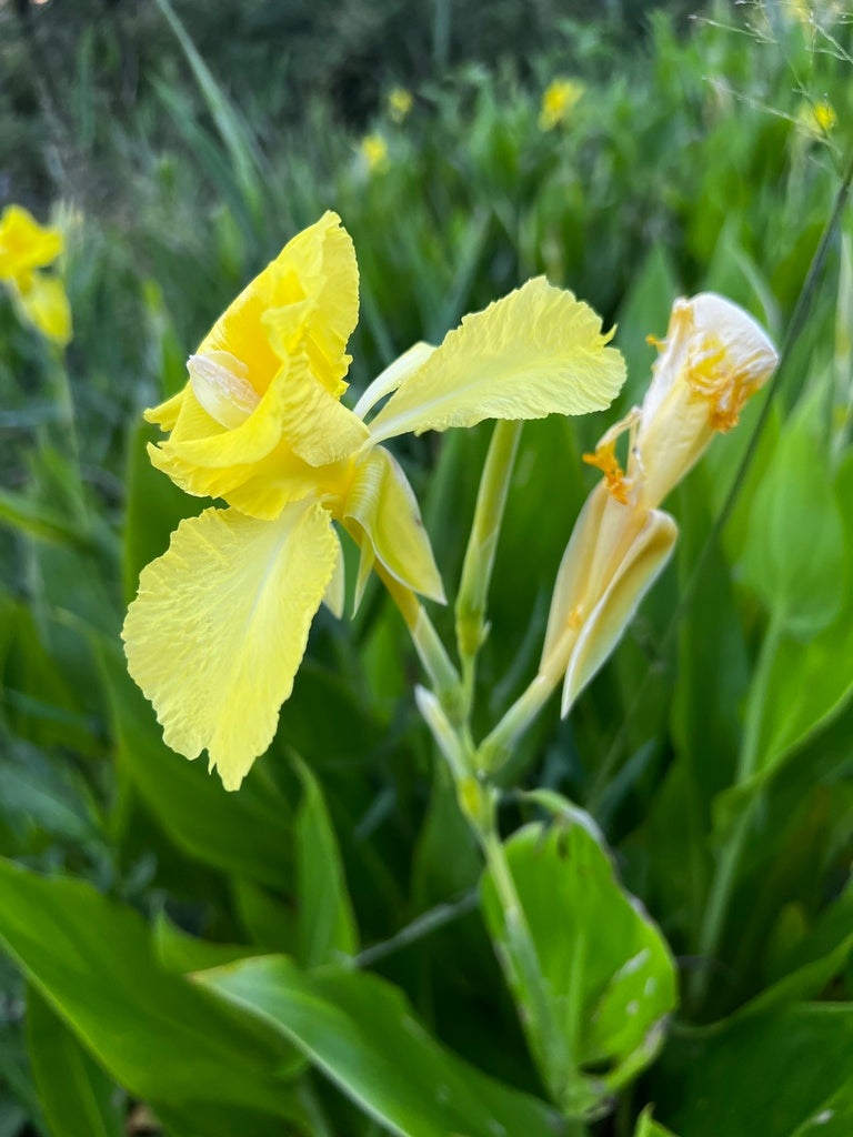 Canna flaccida