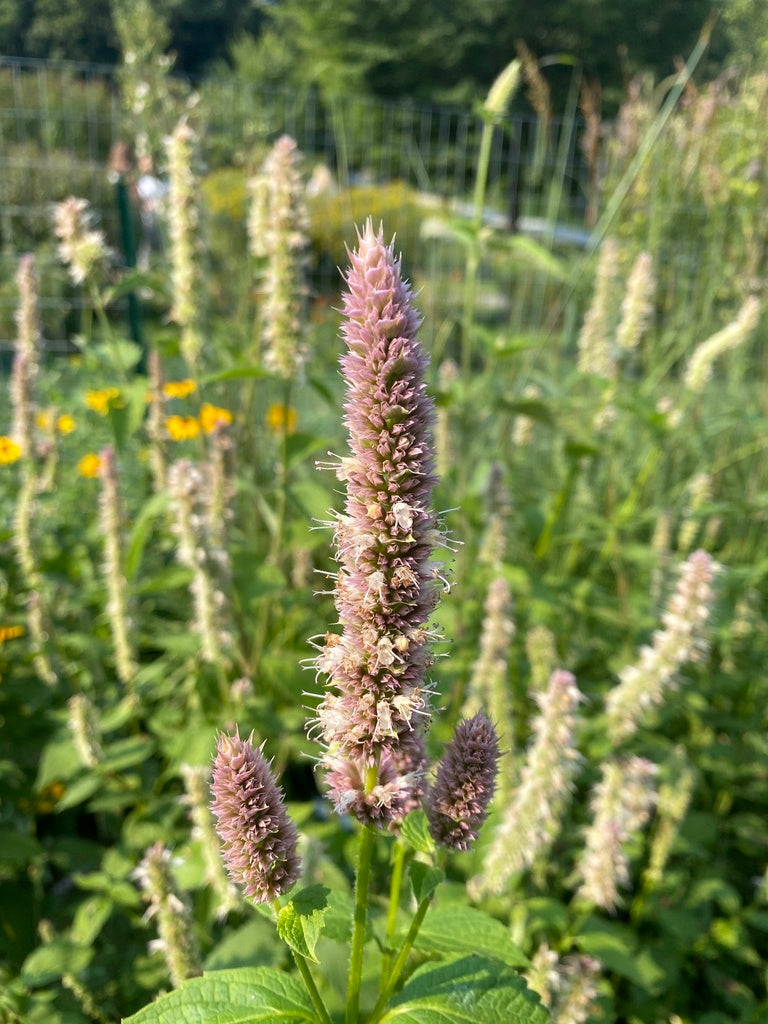 Agastache scrophulariifolia